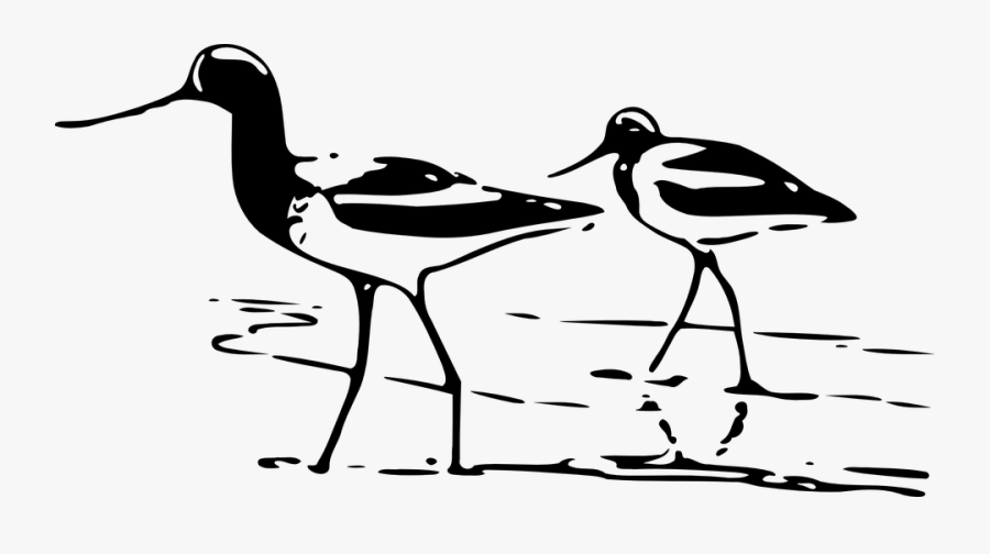 Free Sandpiper Silhouettes Vector, Transparent Clipart