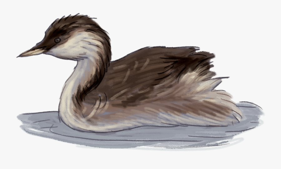 Hoary Headed Grebe - Wetland Duck Without Background, Transparent Clipart