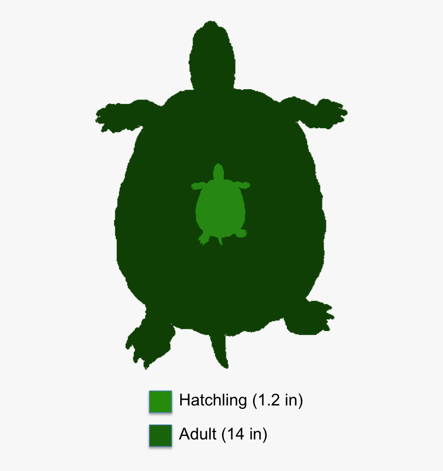 The Shaded Region Represents The Range Of The Common - Three Striped Mud Turtle Adult, Transparent Clipart