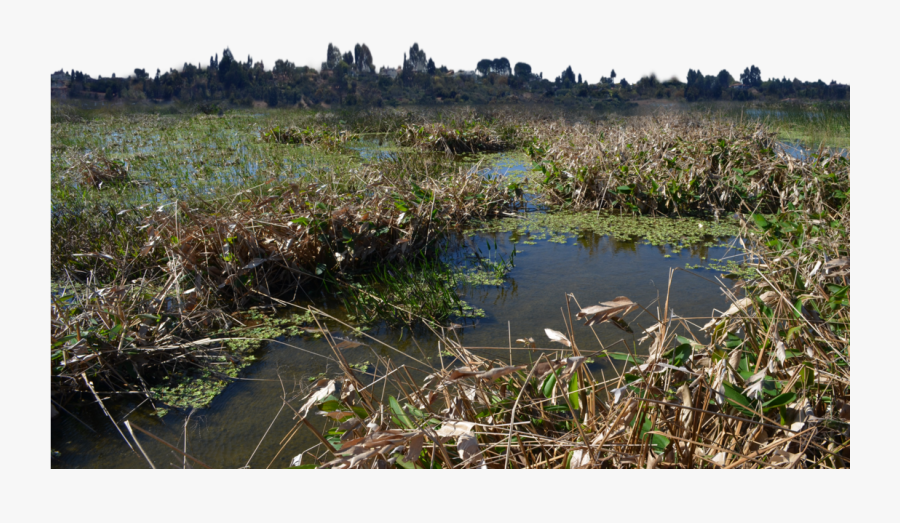 Download Marsh Wetlands Background - Freshwater Marsh, Transparent Clipart