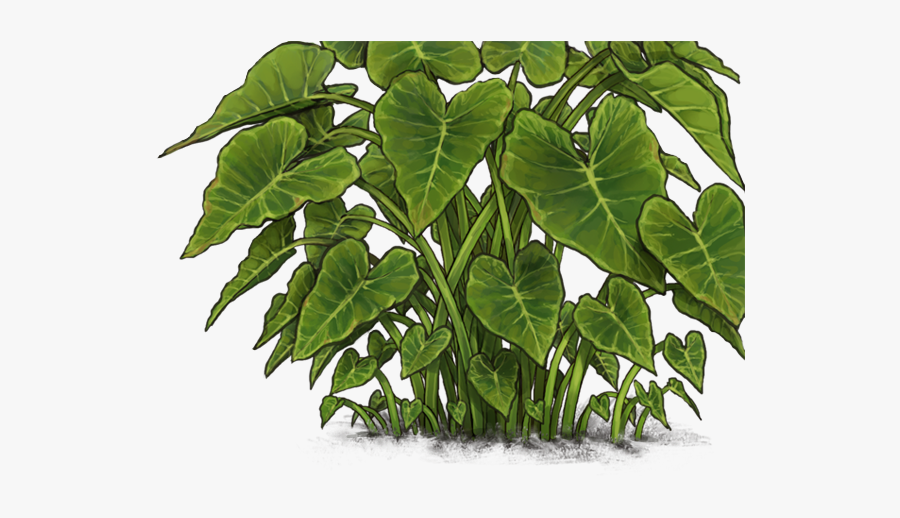 Elephant Ear Plant Png, Transparent Clipart