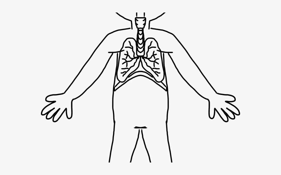 Transparent Human Body Clipart - Organ System Drawing, Transparent Clipart