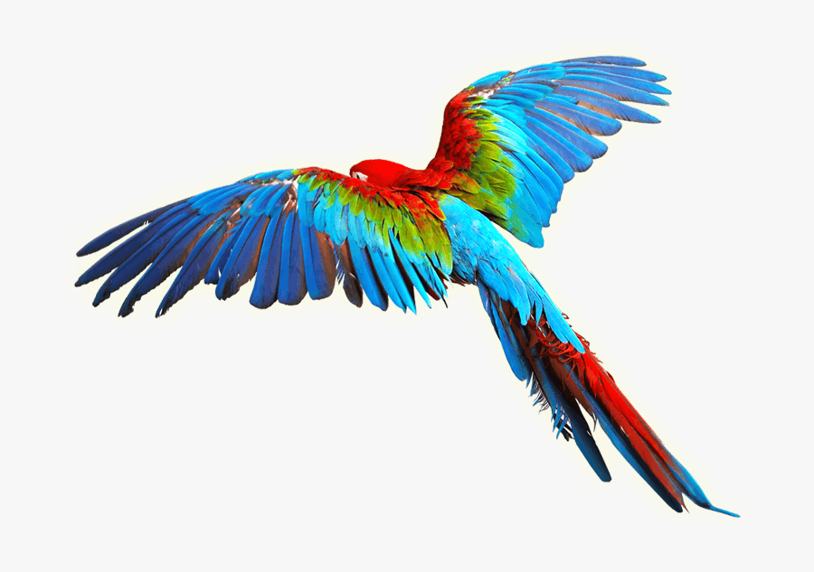 Bird Scarlet Macaw Clip Art Colorful Wings - Macaw Png, Transparent Clipart