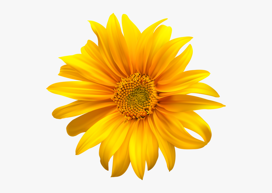 Sun Flower, Transparent Clipart