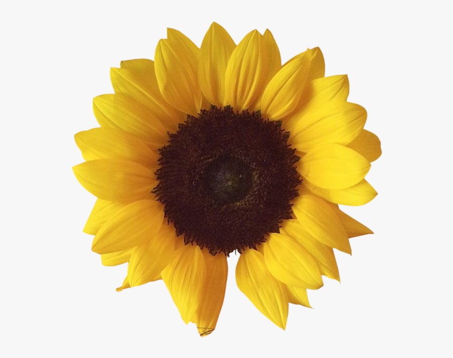 Sunflower Transparent, Transparent Clipart