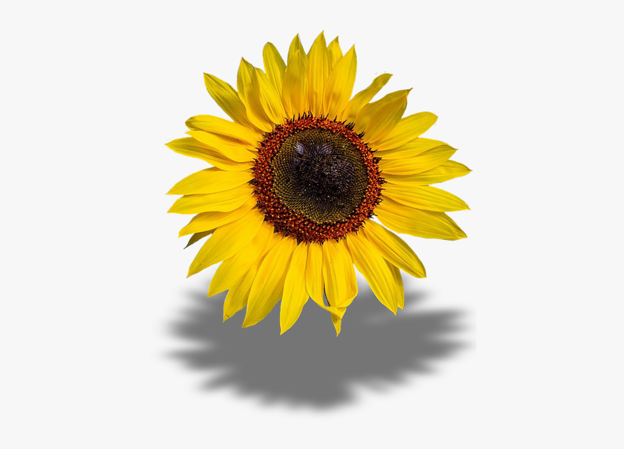 Sunflowers Png Transparent Images - Png Transparent Background Flower, Transparent Clipart