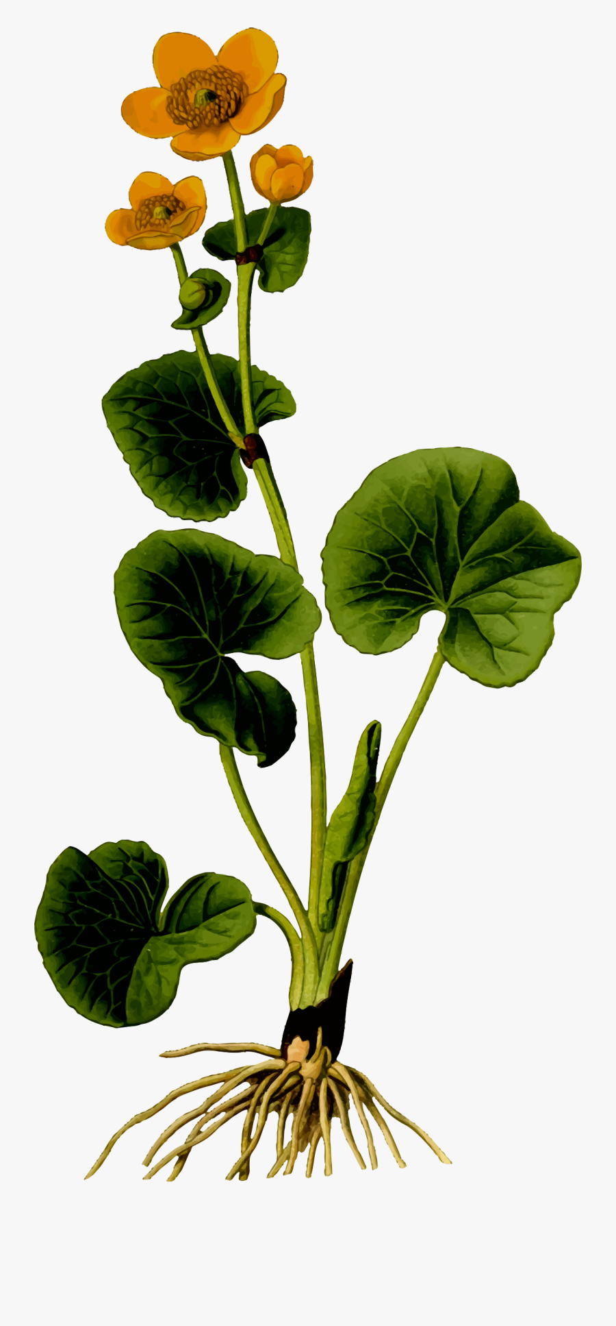 Marsh Marigold 2 Clip Arts - Marsh Marigold Png, Transparent Clipart