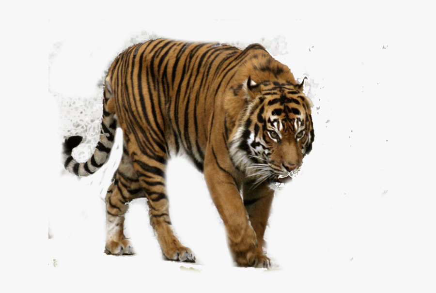 Transparent Bengal Tiger Png - Sumatran Tiger Png, Transparent Clipart