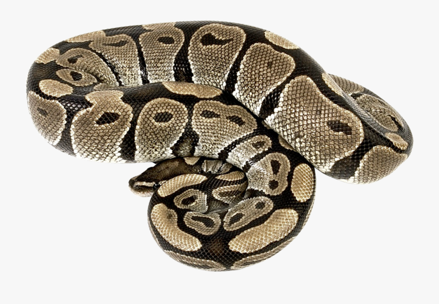 Boa Constrictor Transparent, Transparent Clipart