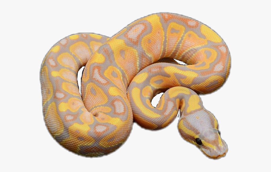 #snake #ballpython #cute - Cute Snake Ball Python, Transparent Clipart