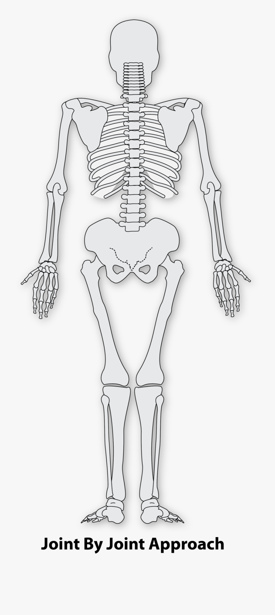 Transparent Skeleton Arm Png - Highfield Awarding Body For Compliance, Transparent Clipart