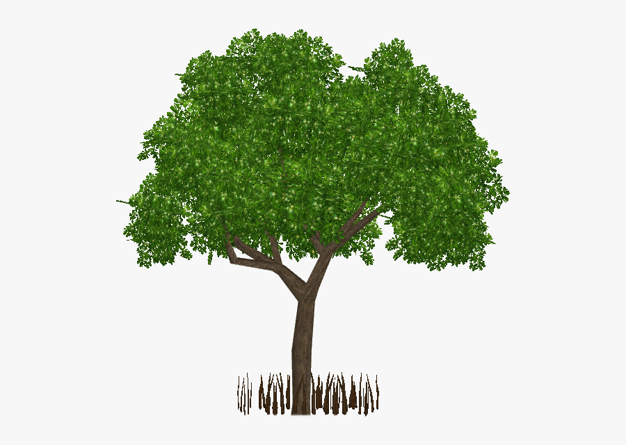 Transparent Mangrove Tree Png - Architecture Tree Section Png, Transparent Clipart