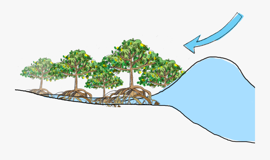 Mangrove As Coastal Protection, Transparent Clipart