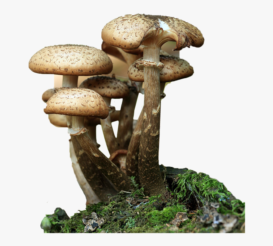 Hepatotoxic Mushrooms, Transparent Clipart