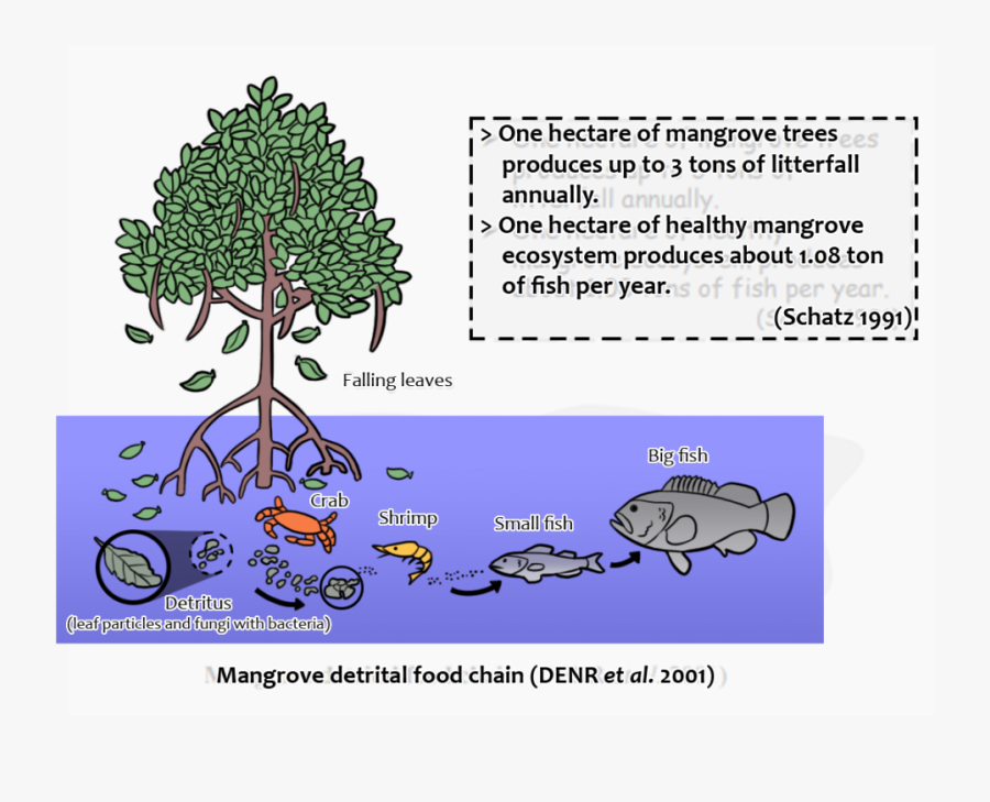 Transparent Mangrove Png - Cartoon, Transparent Clipart