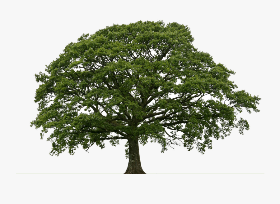 Brainerd Tree Moving & Sales Llc Dba Bearback Tree - Moving Tree Png, Transparent Clipart