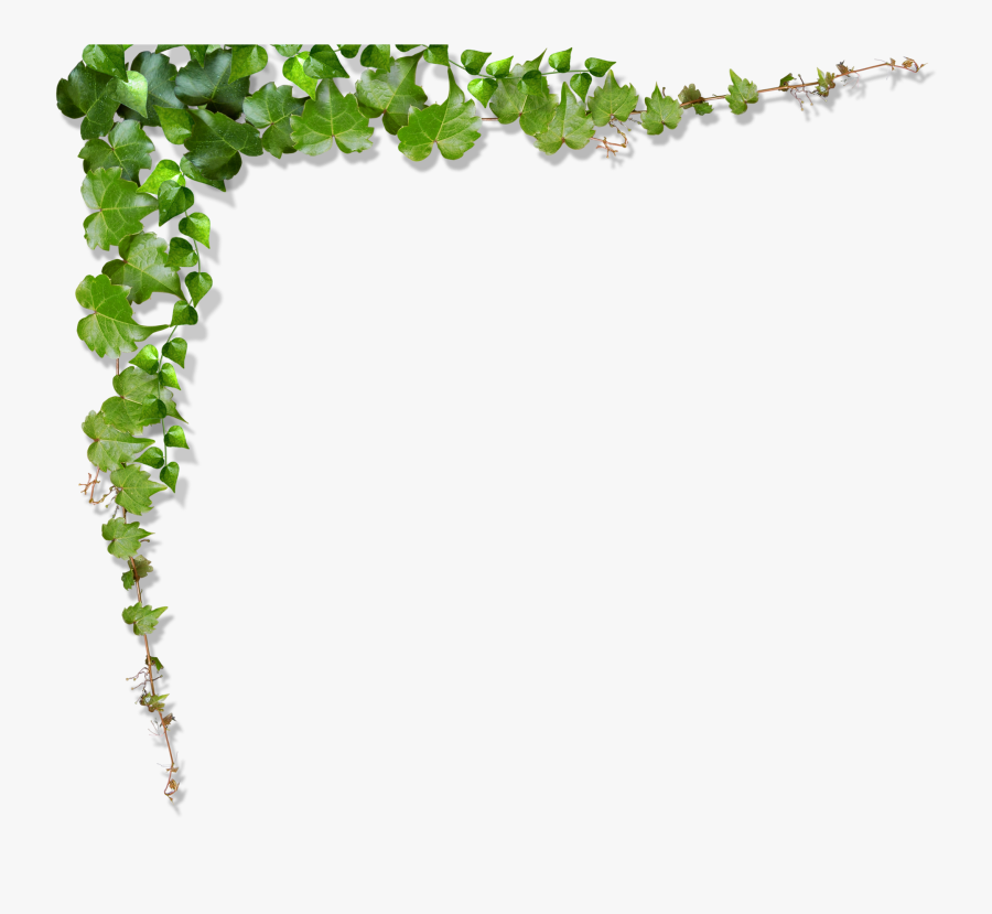 Green Vine Leaf - Transparent Background Vines Png, Transparent Clipart