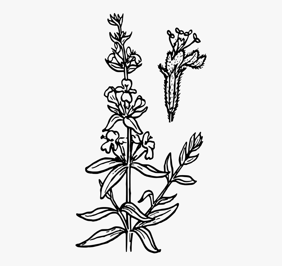 Hyssop 1 - Flowering Plants Clipart Black And White, Transparent Clipart