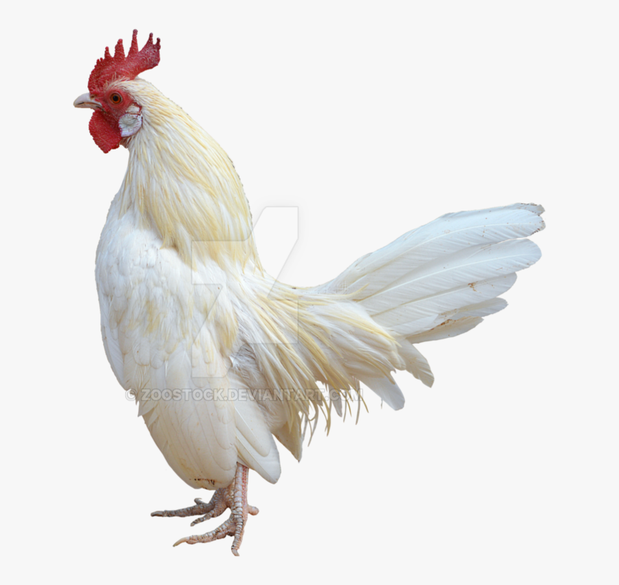 White On A Background - White Rooster Transparent Background, Transparent Clipart