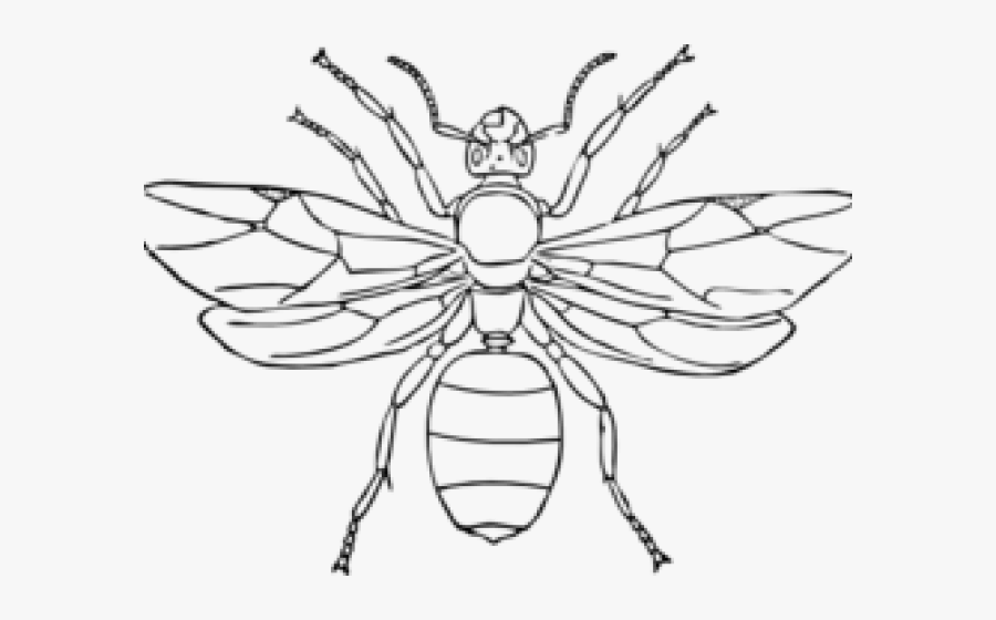 Transparent Ant Clipart - Insect Outline, Transparent Clipart