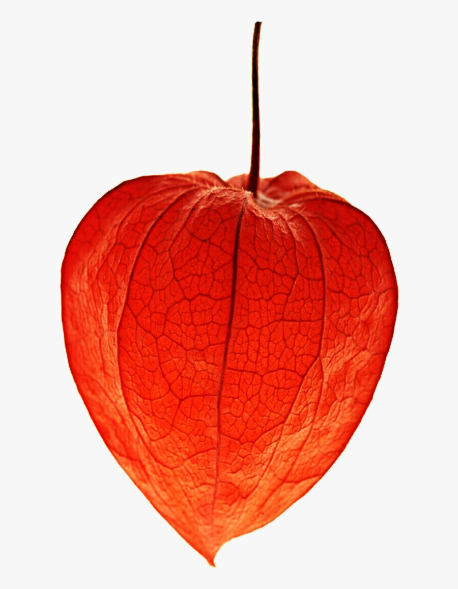 Transparent Chinese Flower Png - Chinese Lantern Plant Png , Free ...