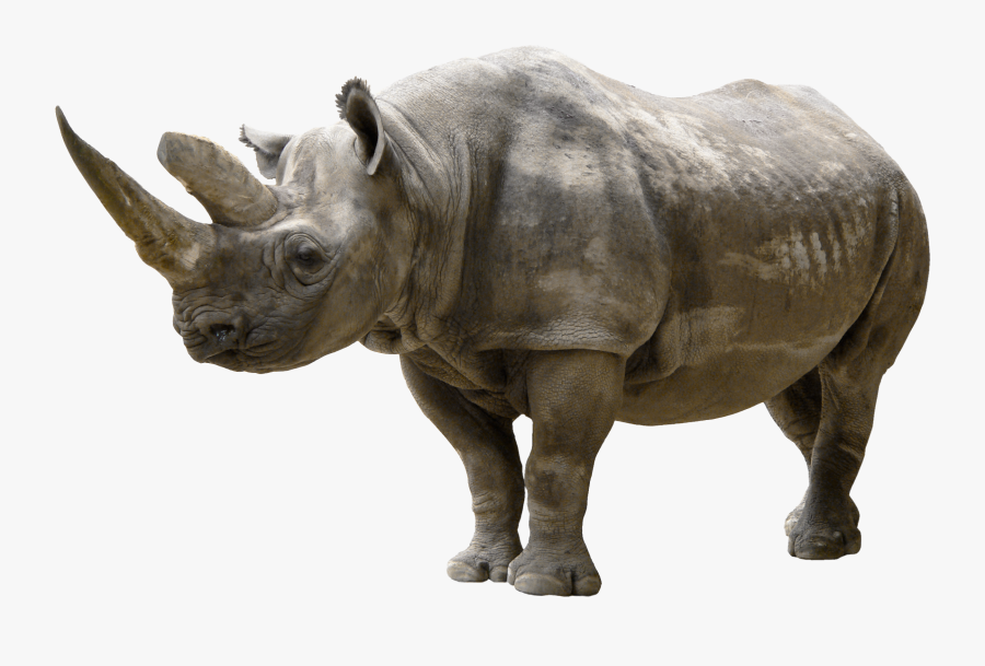 Transparent Animals Png - Png Rhino, Transparent Clipart