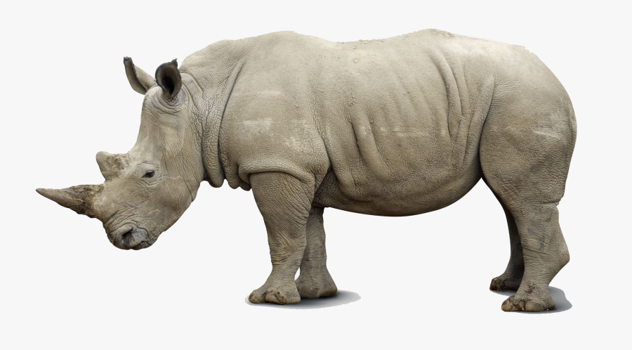 rhino png southern white rhino white background free transparent clipart clipartkey rhino png southern white rhino white