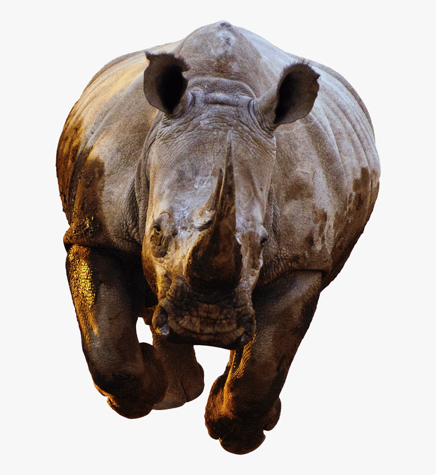 Rhino Front View Running - Rhino Front Png, Transparent Clipart