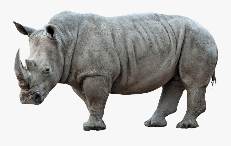 rhinoceros png pic png transparent rhino png free transparent clipart clipartkey rhinoceros png pic png transparent