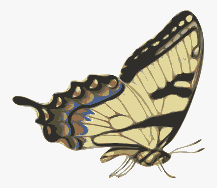 Free Free Butterfly Side View Svg 847 SVG PNG EPS DXF File