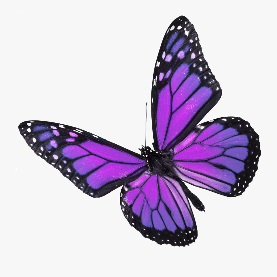 Showing Gallery For Real - Real Purple Monarch Butterfly, Transparent Clipart