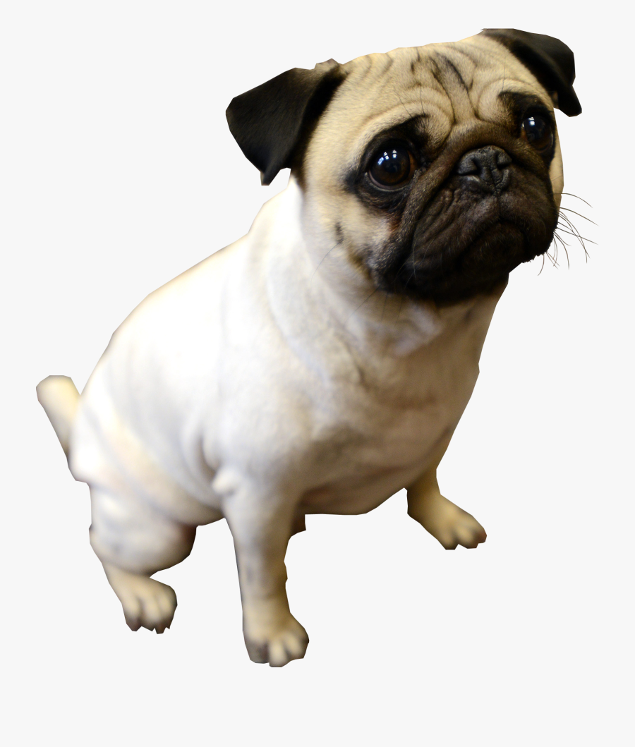 Puppy Transparent Background Dog - Pug With Transparent Background, Transparent Clipart