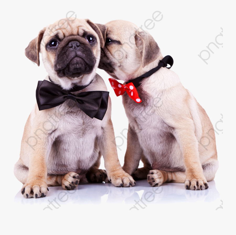 Pug Red Dogs - Pug Puppies Png, Transparent Clipart