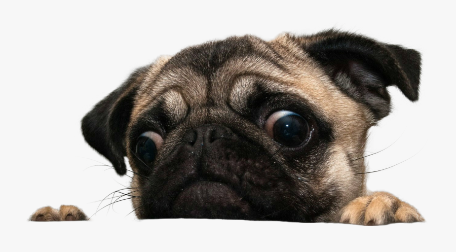 Clip Art Scary Pug - Pug Png Face , Free Transparent Clipart - ClipartKey