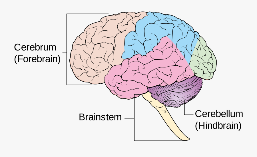 Hd Female Diagram Brain - Brain 3 Main Parts, Transparent Clipart