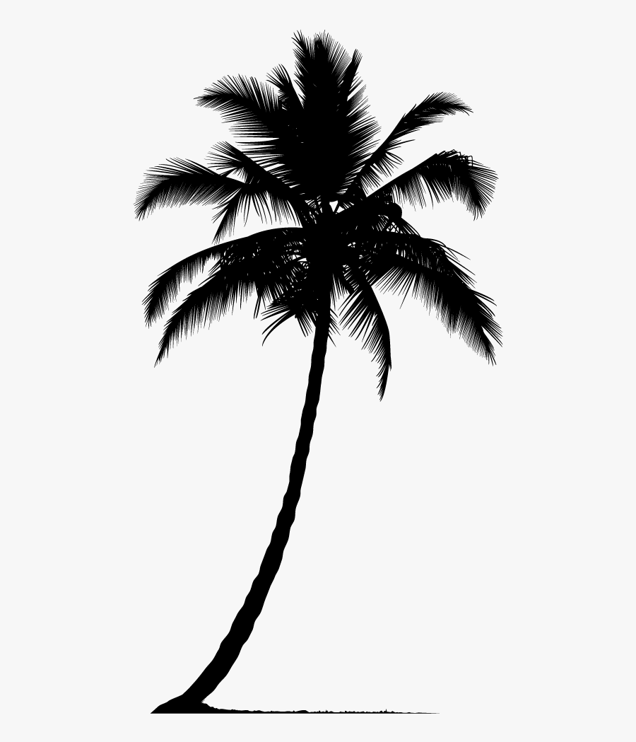 Arecaceae Silhouette Tree - Palm Tree Vector Png, Transparent Clipart