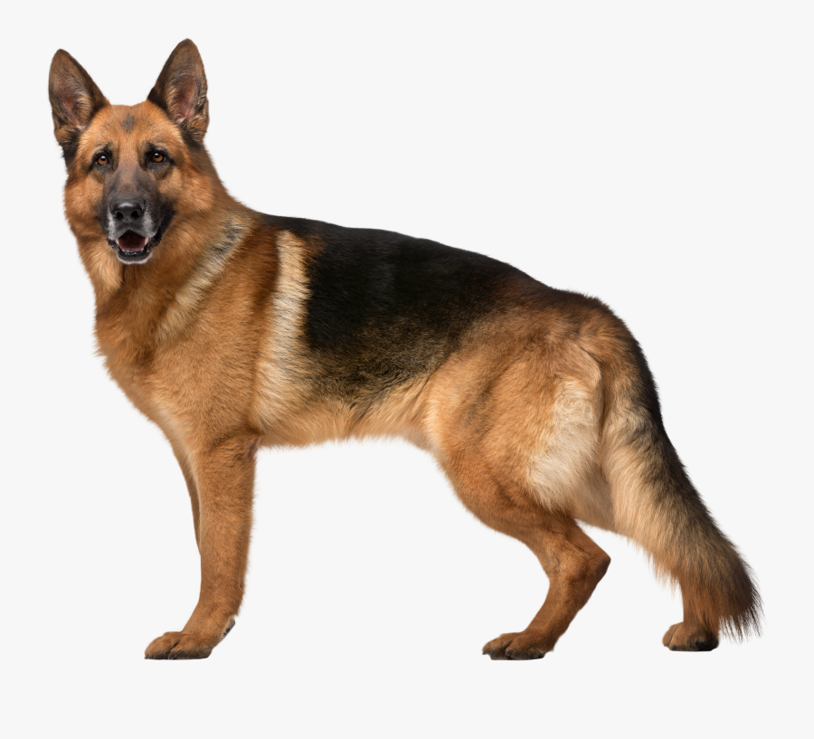 Clip Art Dog Png Clip Art - Dog German Shepherd Png, Transparent Clipart