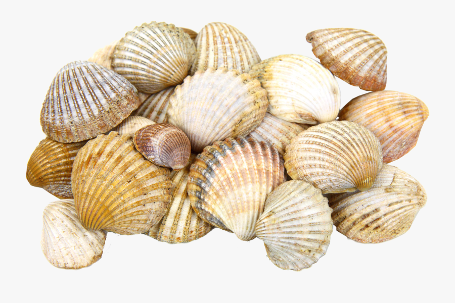 Clip Art Seashell Images Free Download, Transparent Clipart