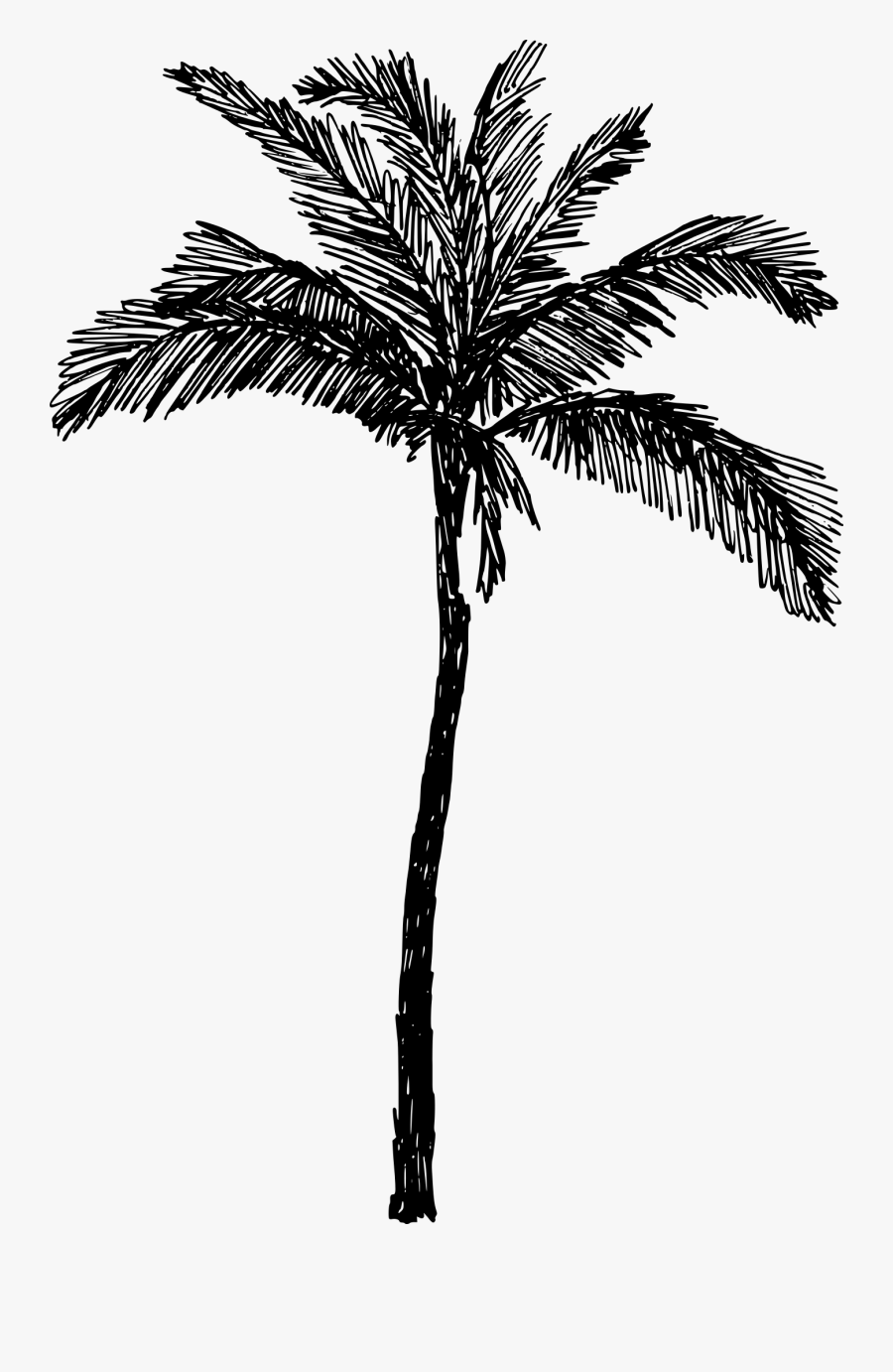 Palm-tree - Palm Tree Drawing Png, Transparent Clipart