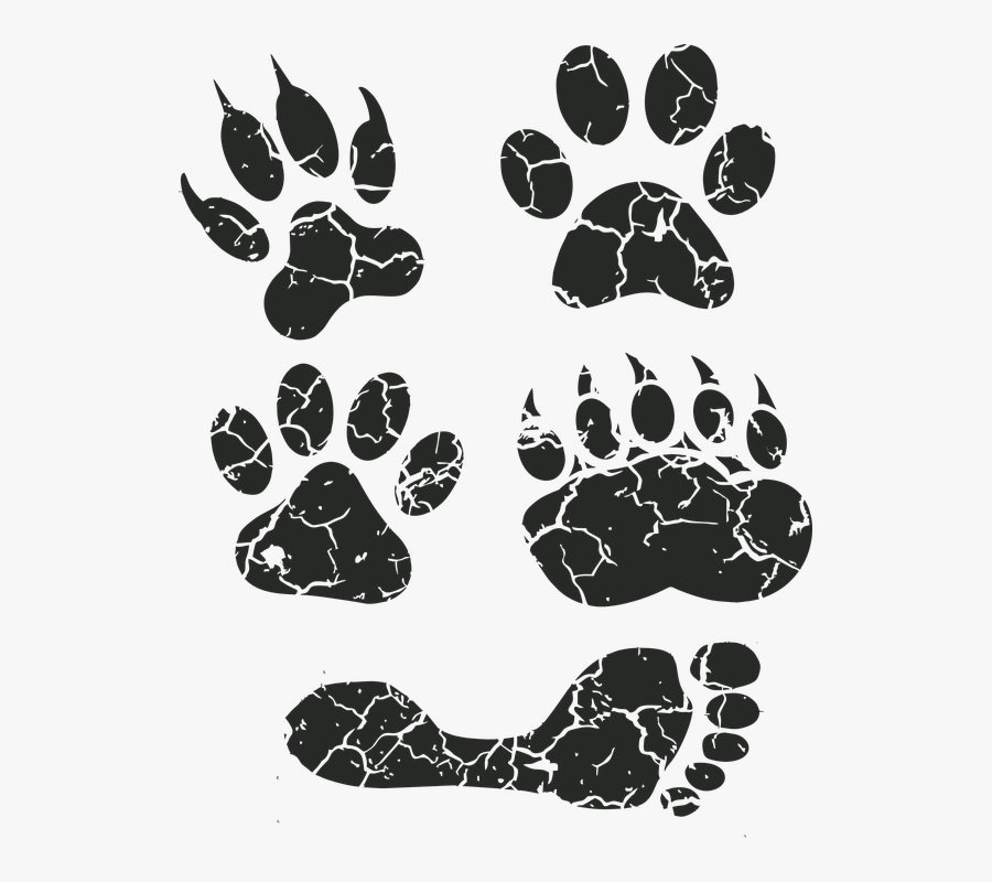 Transparent Animal Footprints Clipart - Animal Track, Transparent Clipart