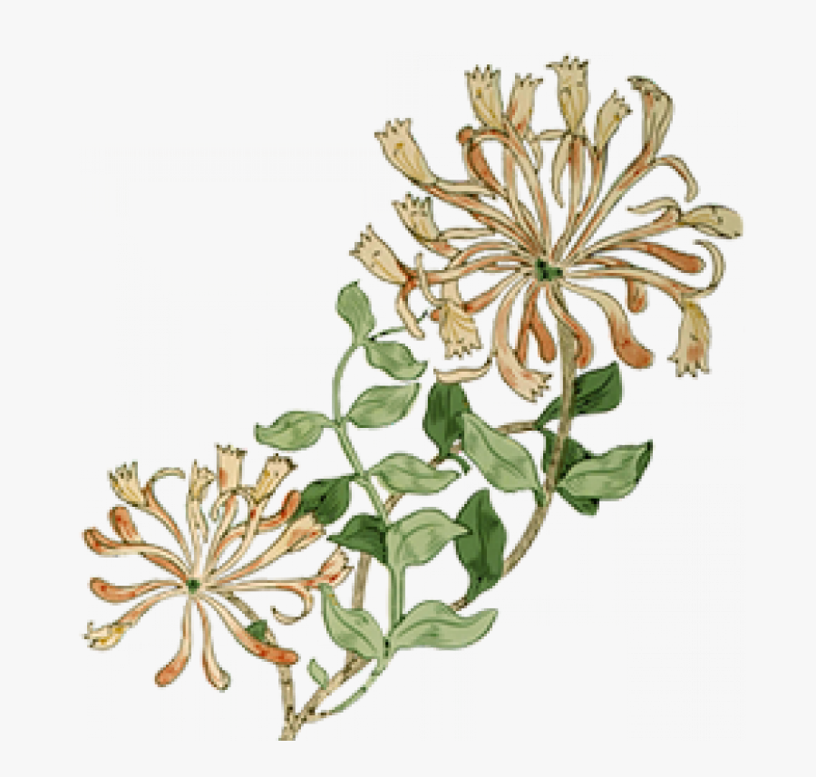 Transparent May Flowers Png - William Morris Art Png, Transparent Clipart