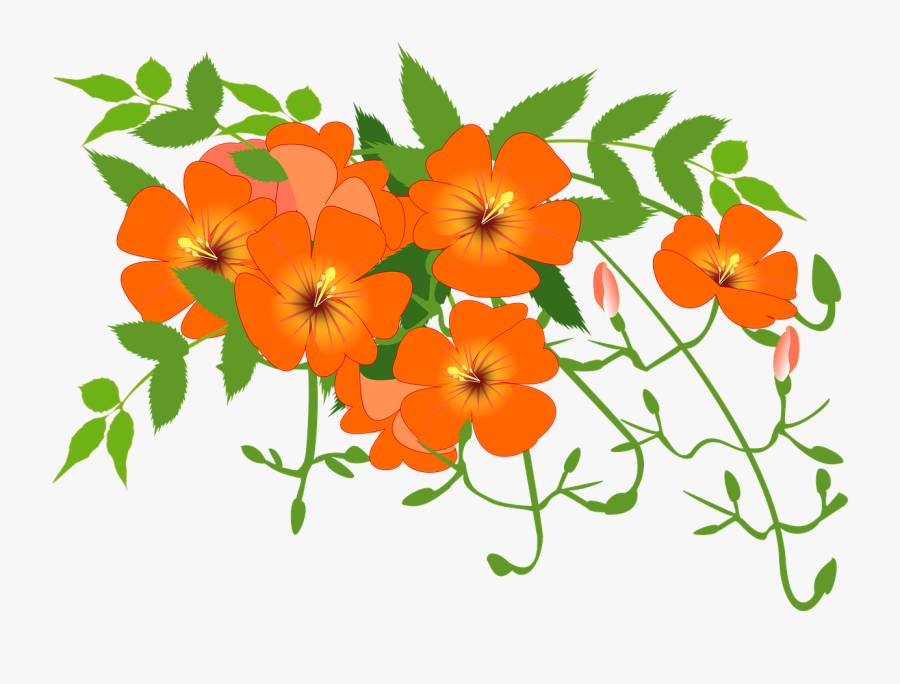 Chinese Trumpet Vine Flower Vine Orange Free Picture - Flowering Vines Clipart, Transparent Clipart