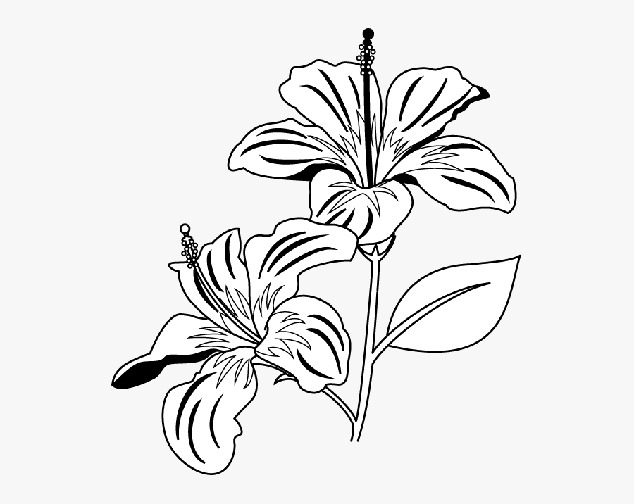 Drawing Hibiscus Label Frames Illustrations Hd Images - Hibiscus Flower Clipart Black And White, Transparent Clipart