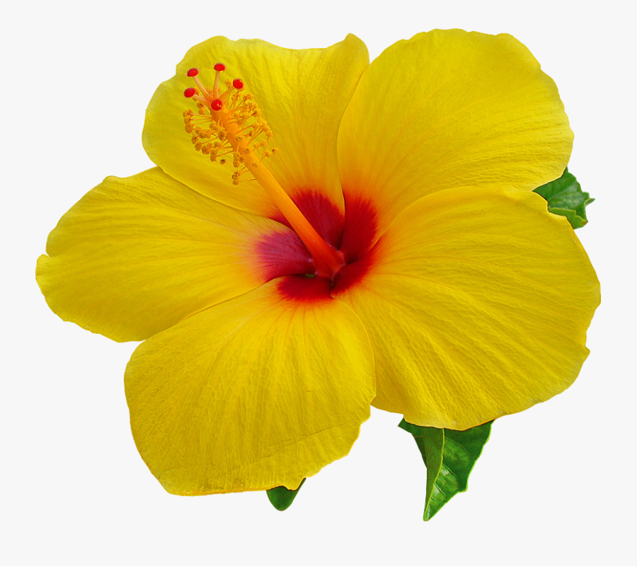 Png Images Free Download - Transparent Background Hibiscus Flower Png, Transparent Clipart
