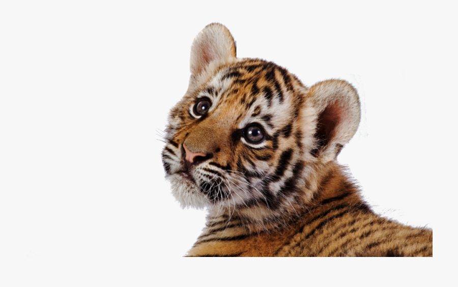 Baby Big Cats Png - Cute Tiger Wallpaper Hd, Transparent Clipart