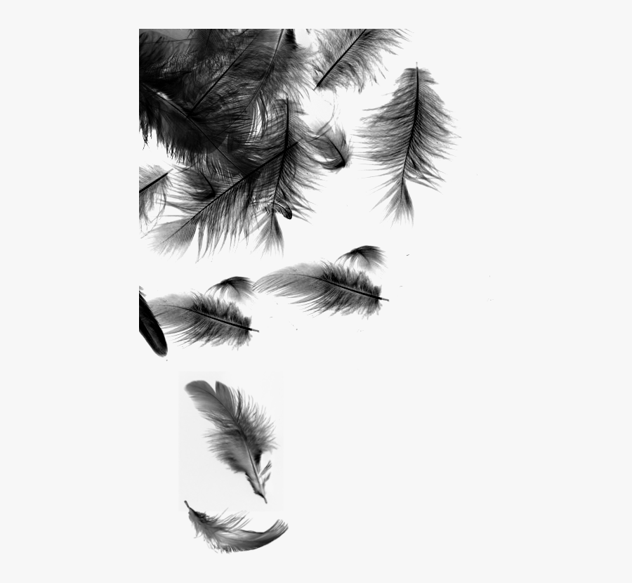 Black Feathers Falling , Png Download - Falling Feathers Transparent Background, Transparent Clipart