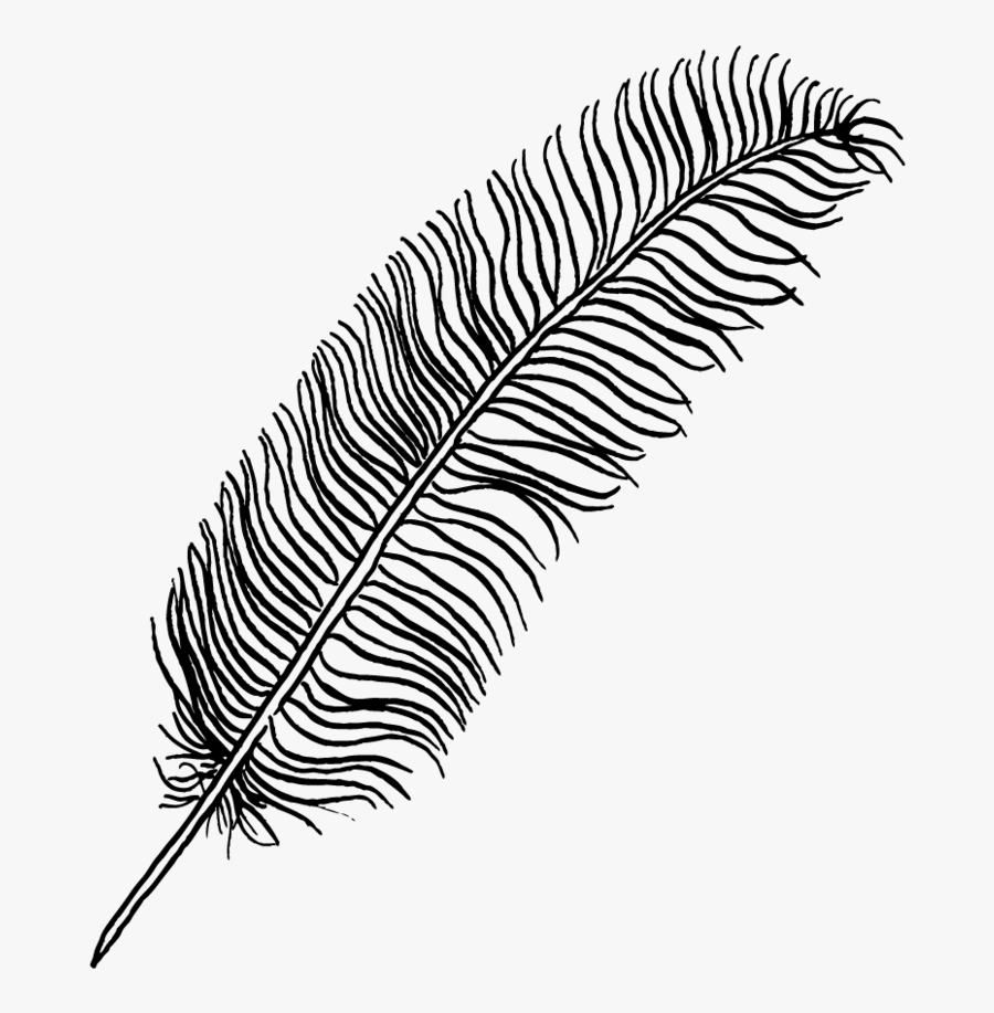 Transparent Fern Feather - Drawing Feather No Background, Transparent Clipart