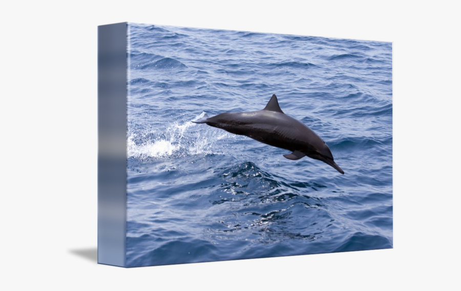 Transparent Blue Dolphin Clipart - Common Bottlenose Dolphin, Transparent Clipart