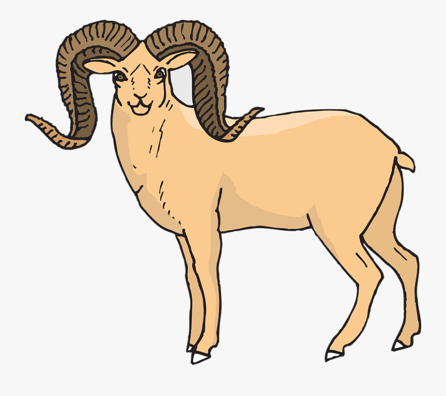 Sheep, Standing, Horns, Animal, Staring, Bighorn - Bighorn Sheep Clip Art, Transparent Clipart