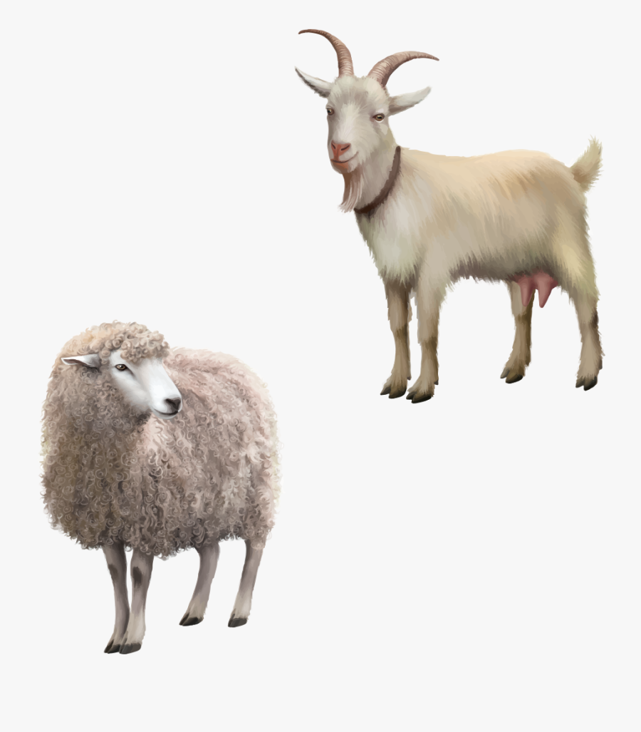 Clip Art Rove Goat Stock Royalty - Goat Png, Transparent Clipart